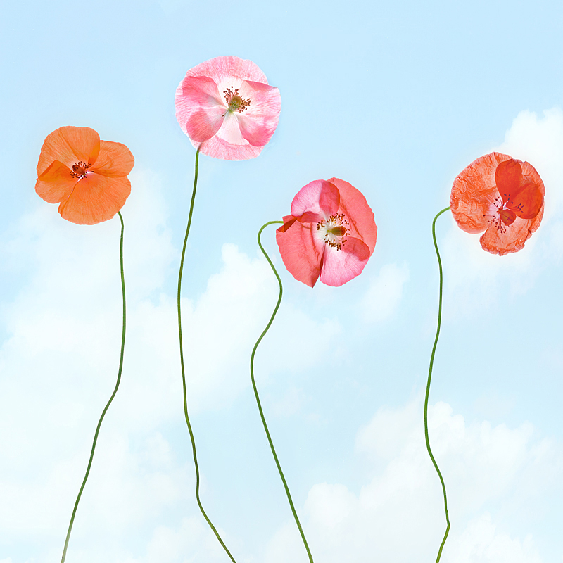 "Poppies" 