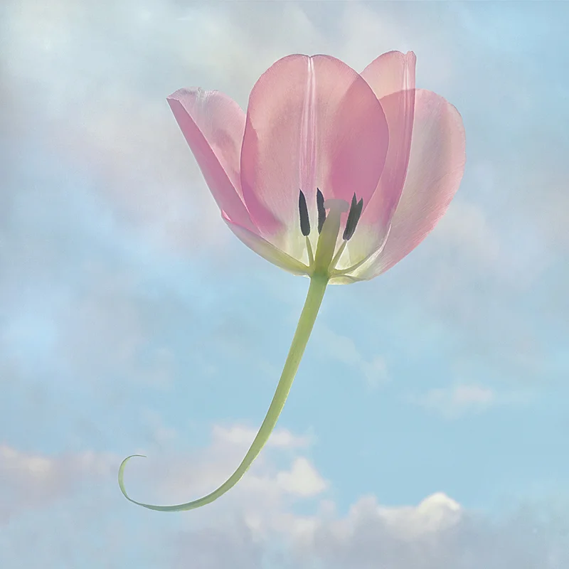 Pink Tulip