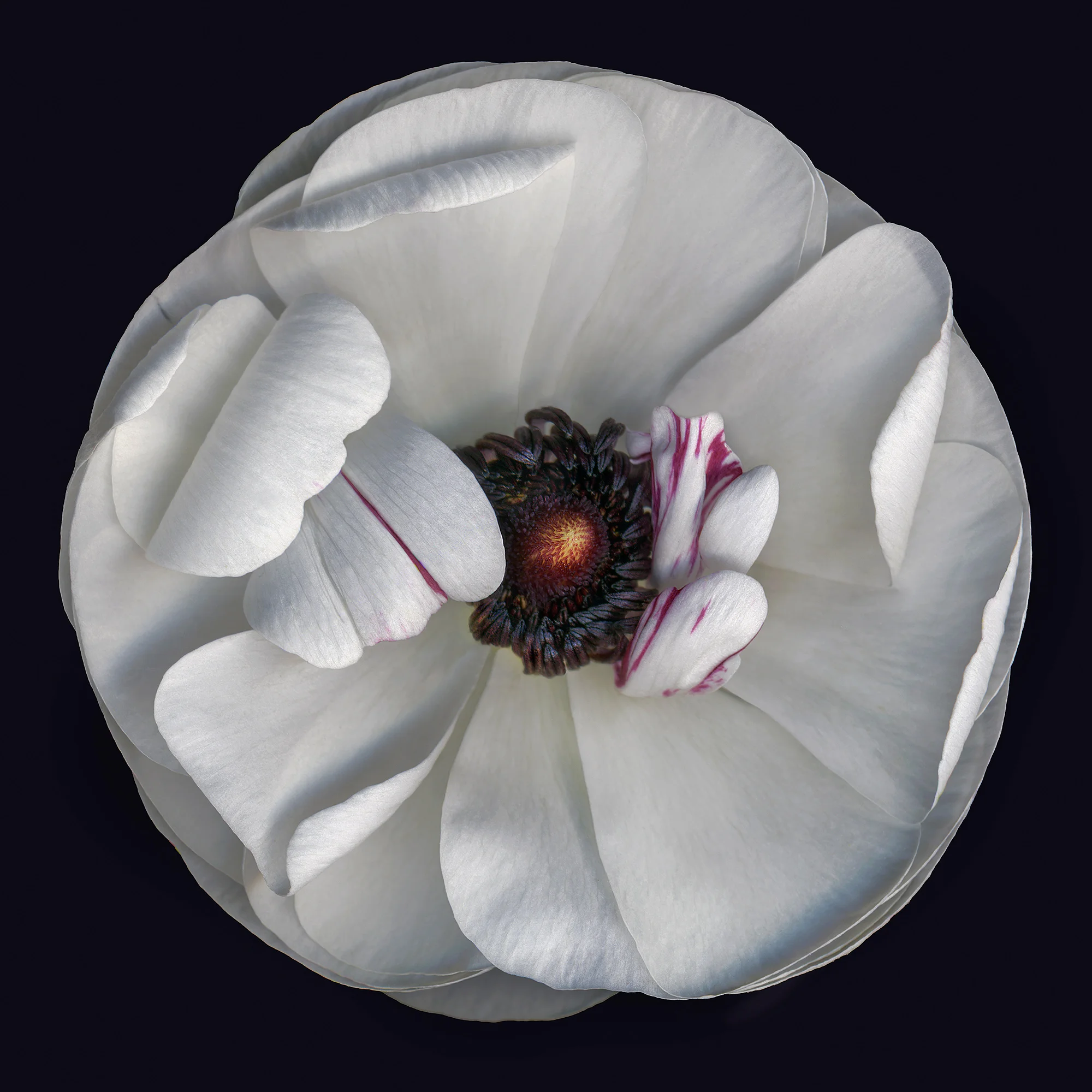 White Ranunculus