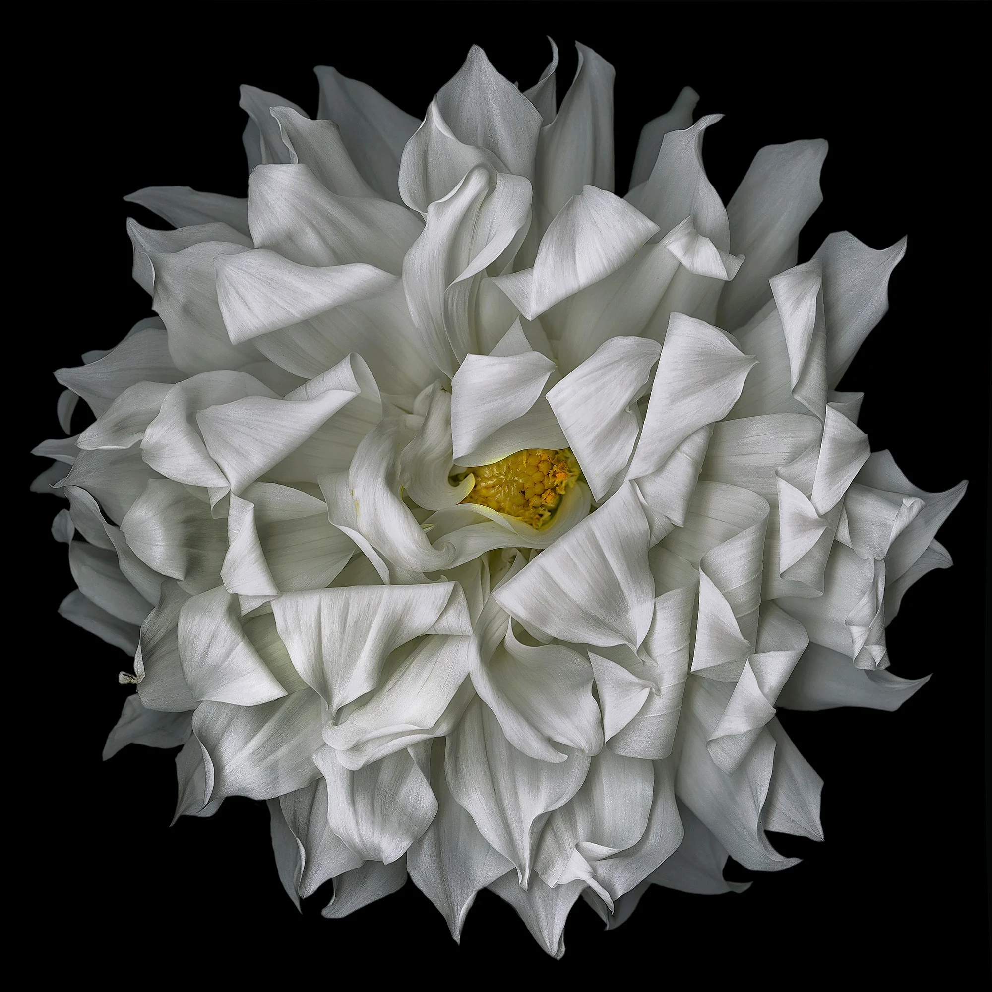 Dahlia Mary Ann