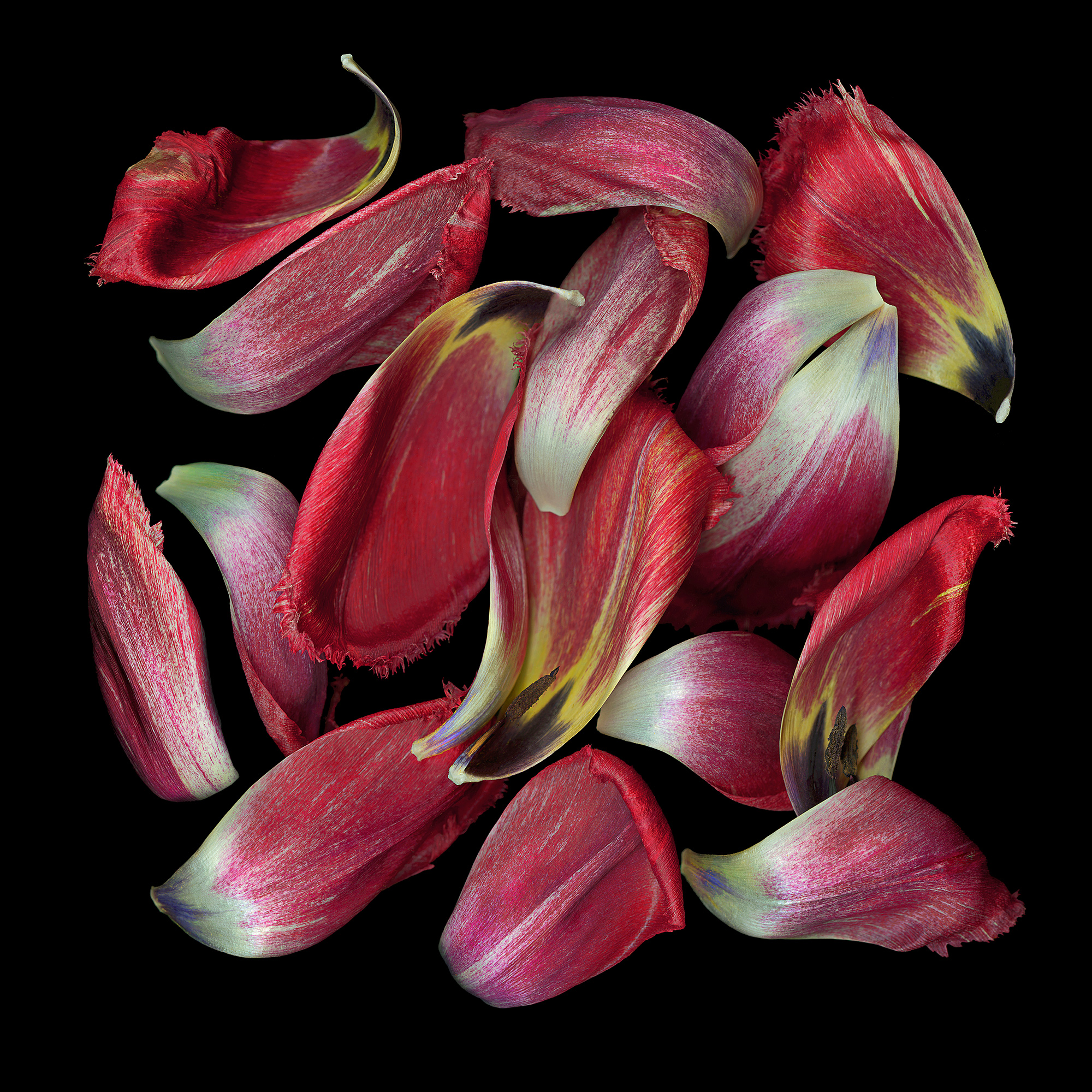 Tulip Petals