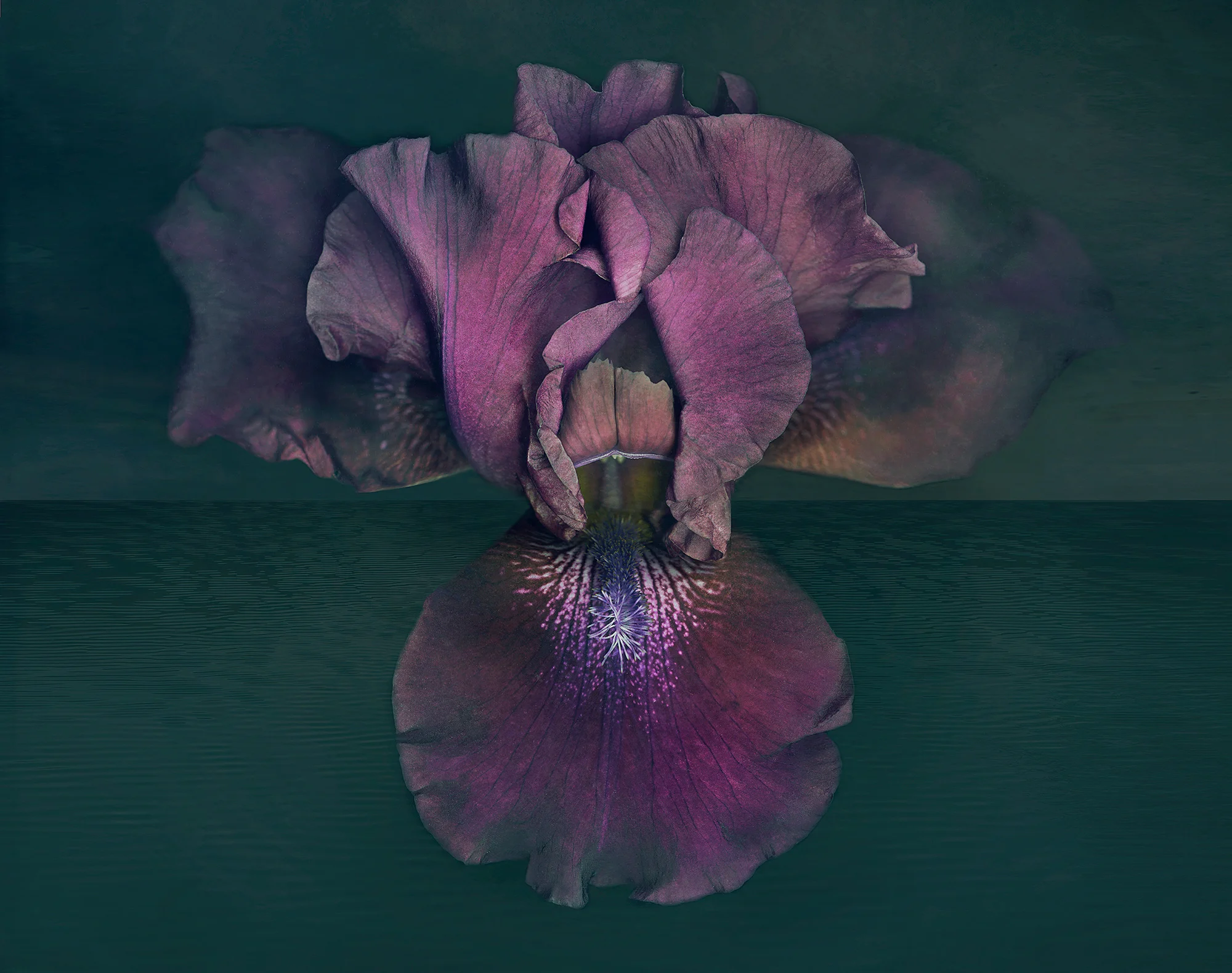 Iris Ocean