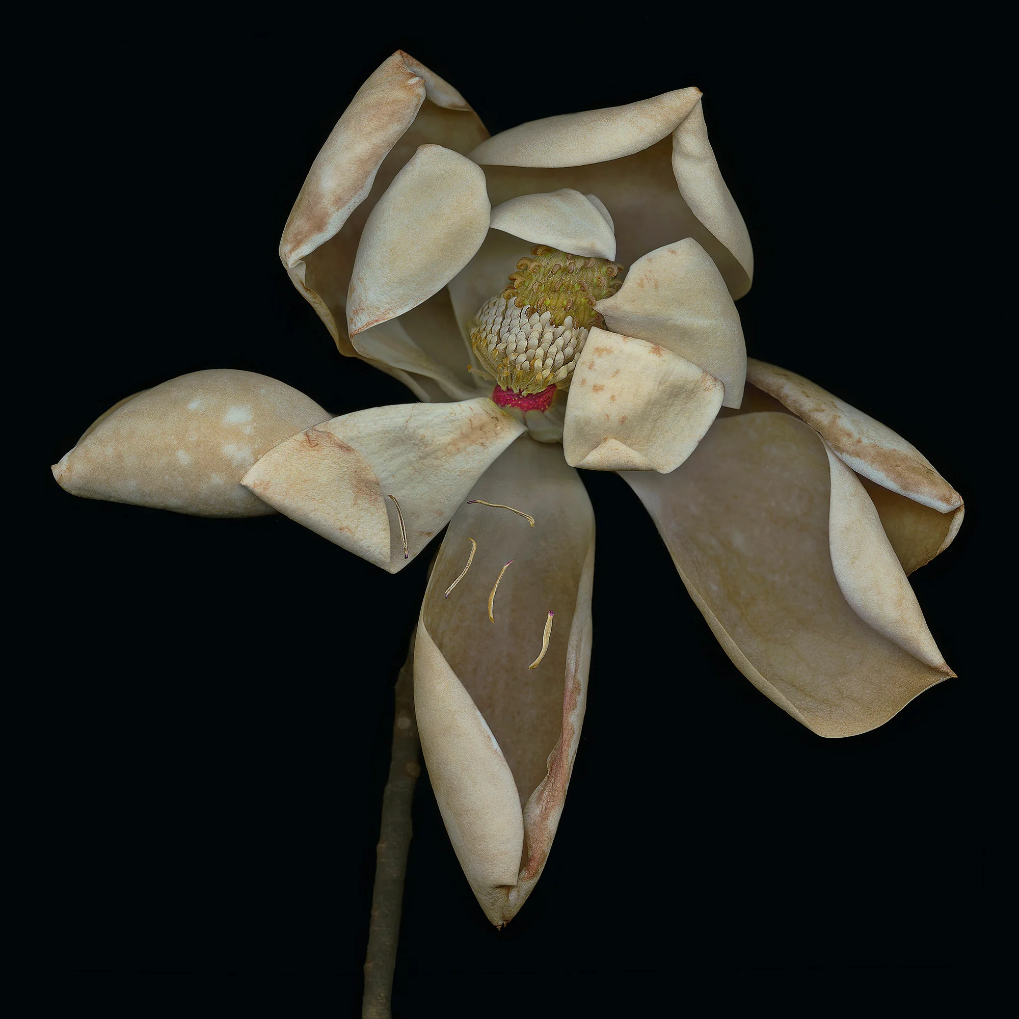 Magnolia in Repose