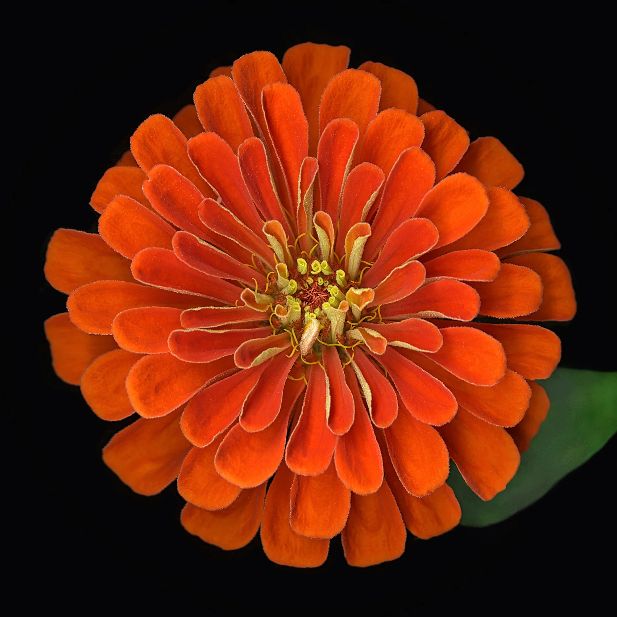 Orange Zinnia