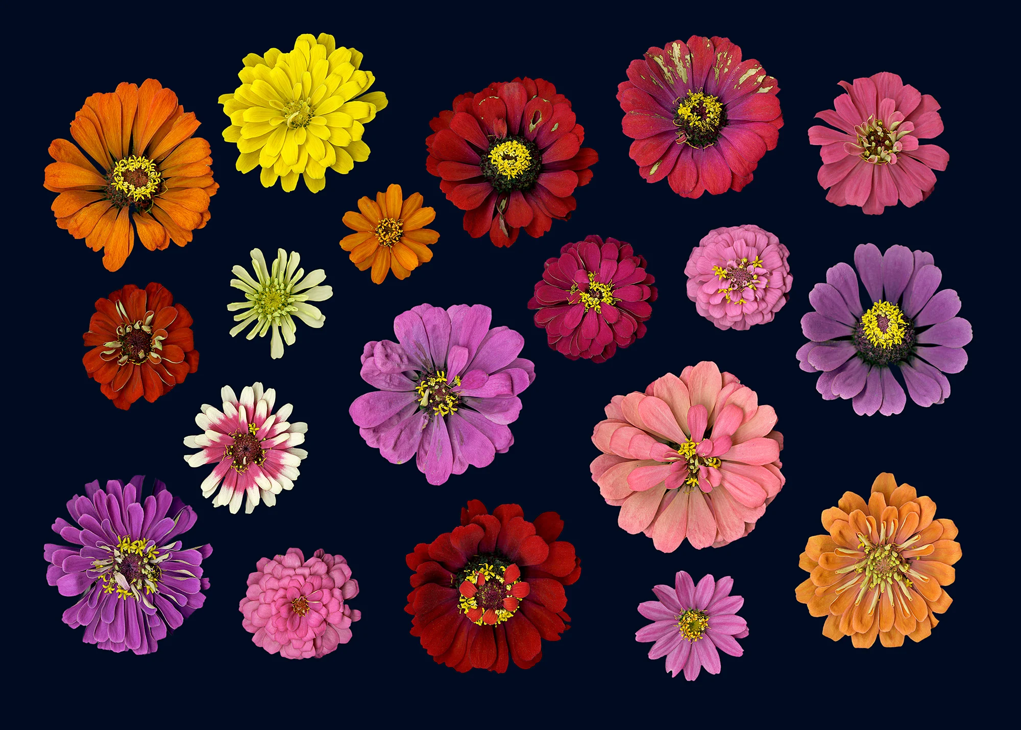 Zinnias!