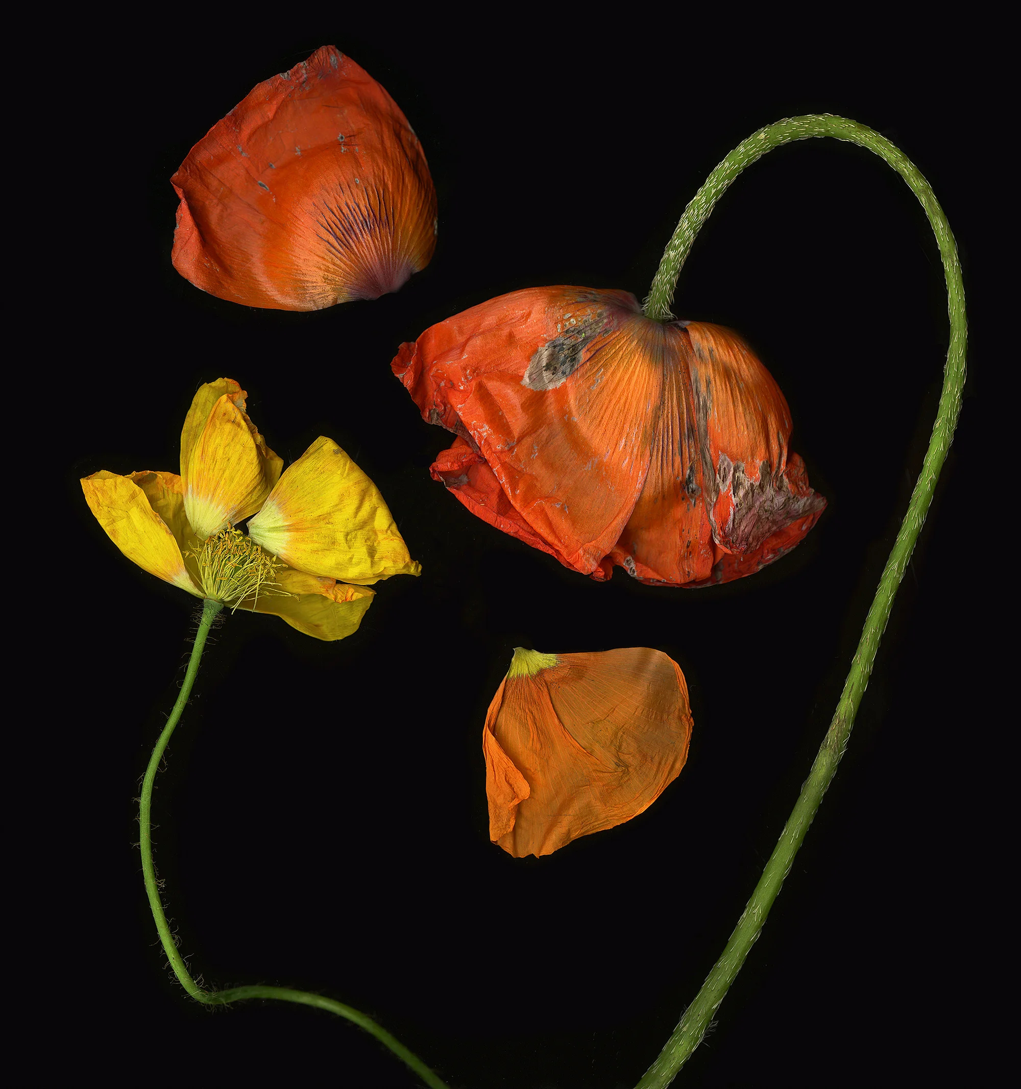 Last Poppies