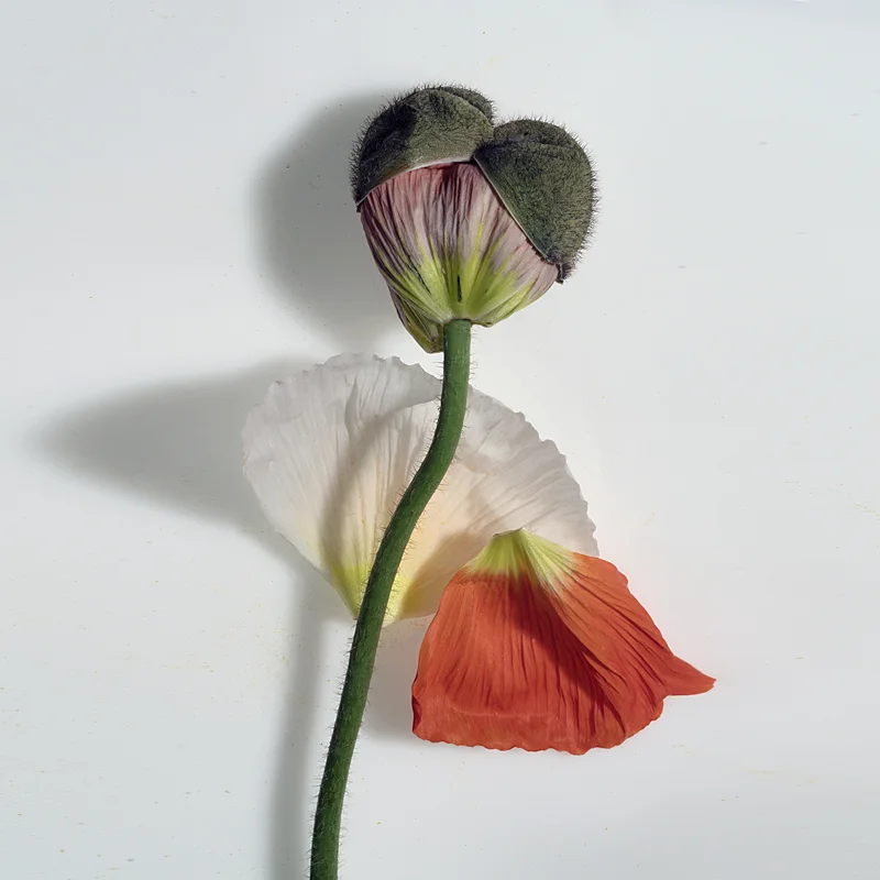 Poppy Study One