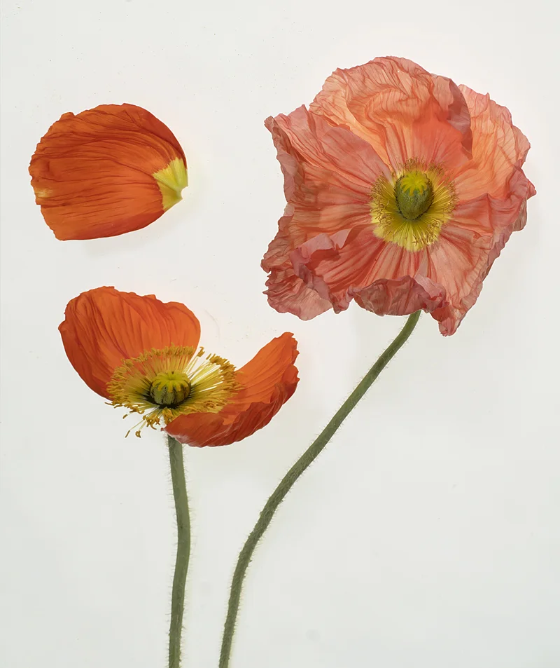 Poppy Study Two