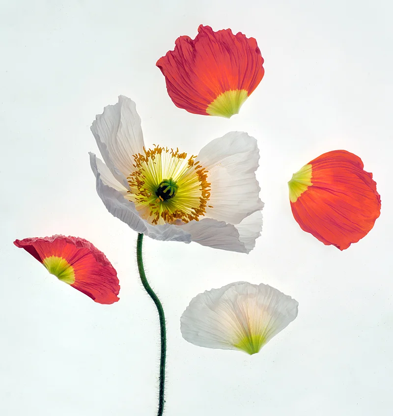 Poppy Study Three