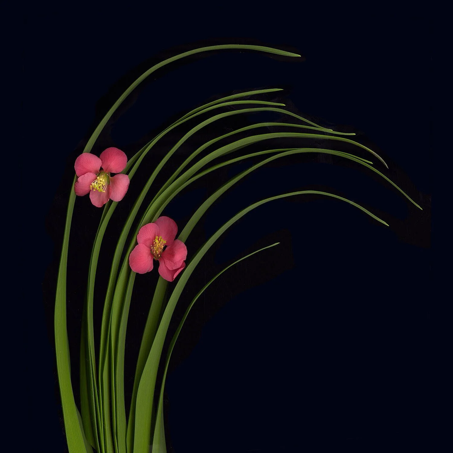 "Lillies and Quince" 