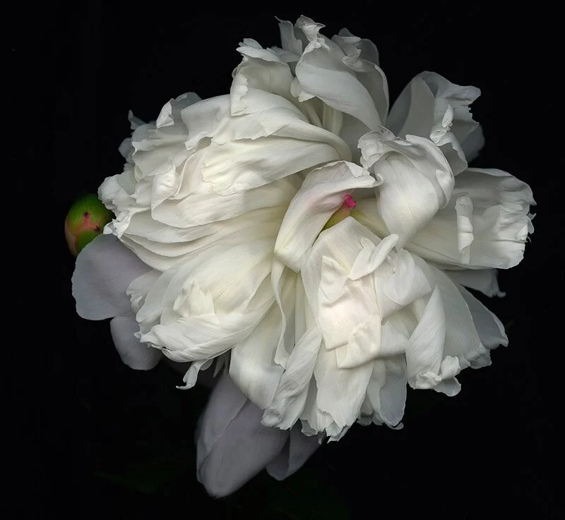 "White Peony"