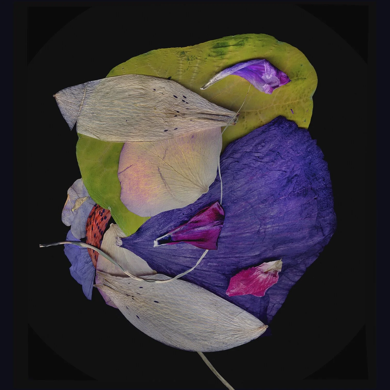 "Bird"