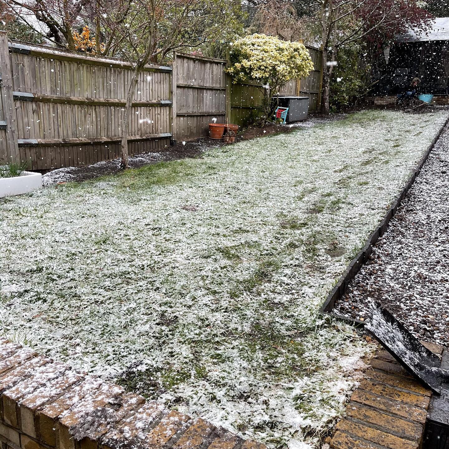 Much better lawn now