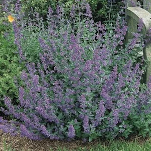 Catmint