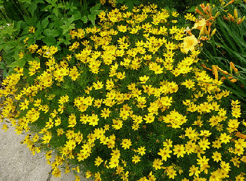 Coreopsis, "Moonbeam"