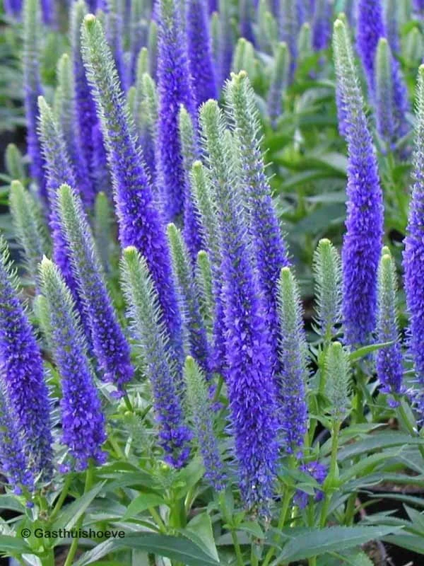 Veronica, "Blue Bouquet"