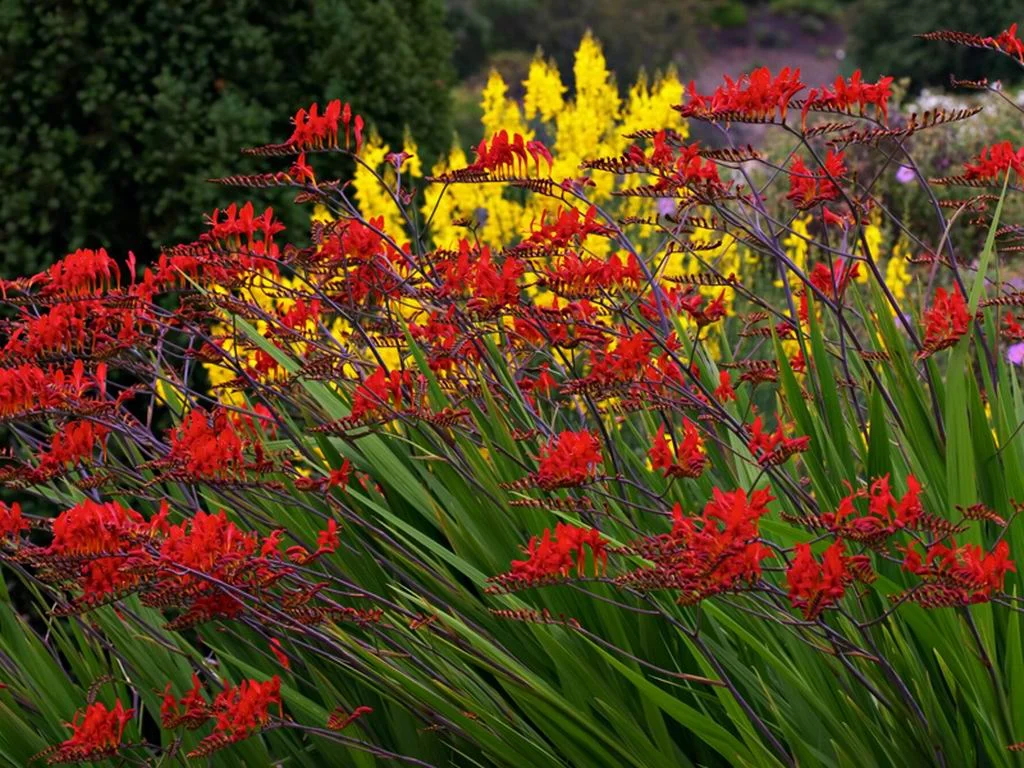 Crocosmia, "Lucifer"