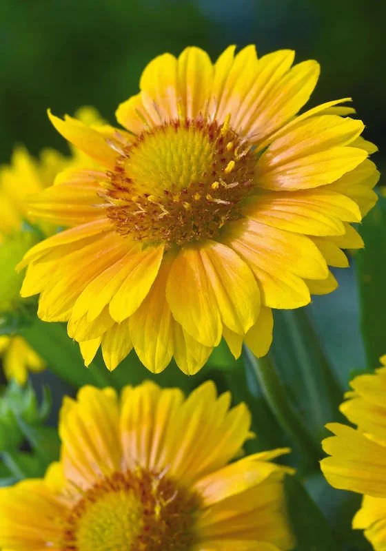 Gaillardia "Arizona Apricot"