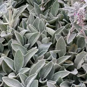 Lambs Ears