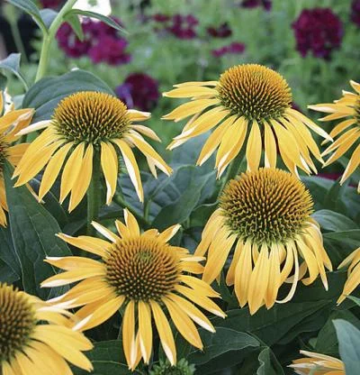 Purple Coneflower, "Harvest Moon"