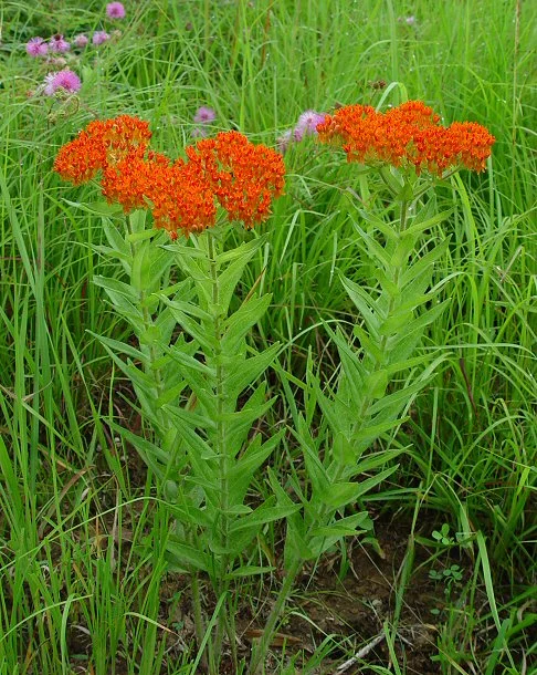 Butterfly Weed