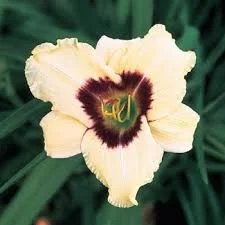 Moussaka Daylily-Rebloomer