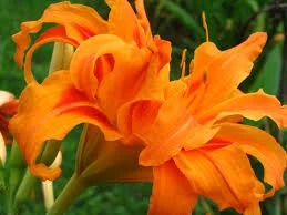 Double Bloom Orange Daylily