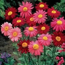 Robinson's Painted Daisy Mix