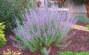 Russian Sage