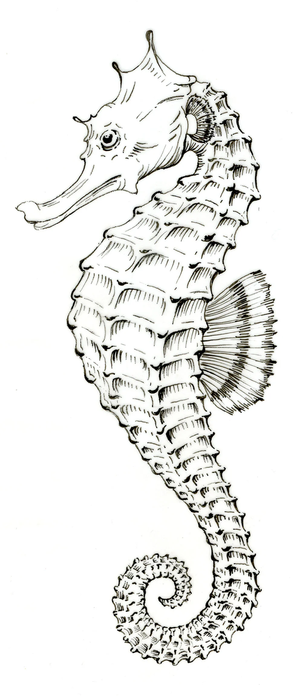 ACMoore_Seahorse_Drawing.jpg
