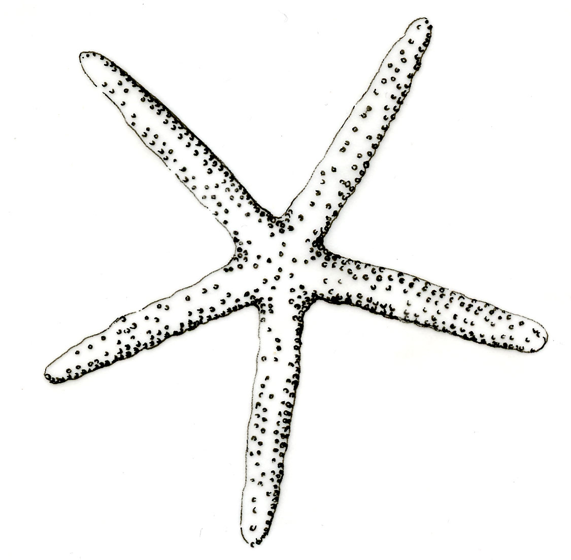 ACMoore_Starfish_Drawing_3_72pdi.jpg