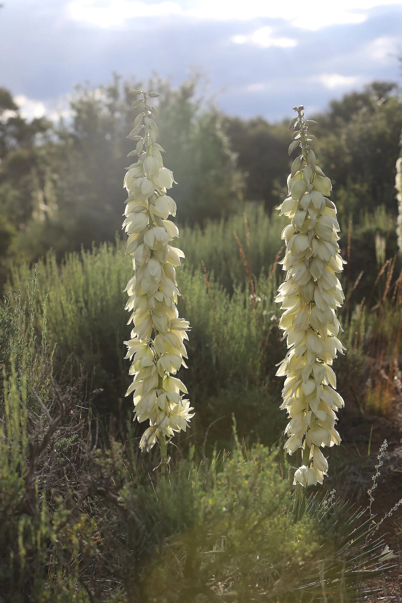  Flowering yucca plant, "Spanish bayonet", at the Black Canyon of the Gunnison. Colorado 