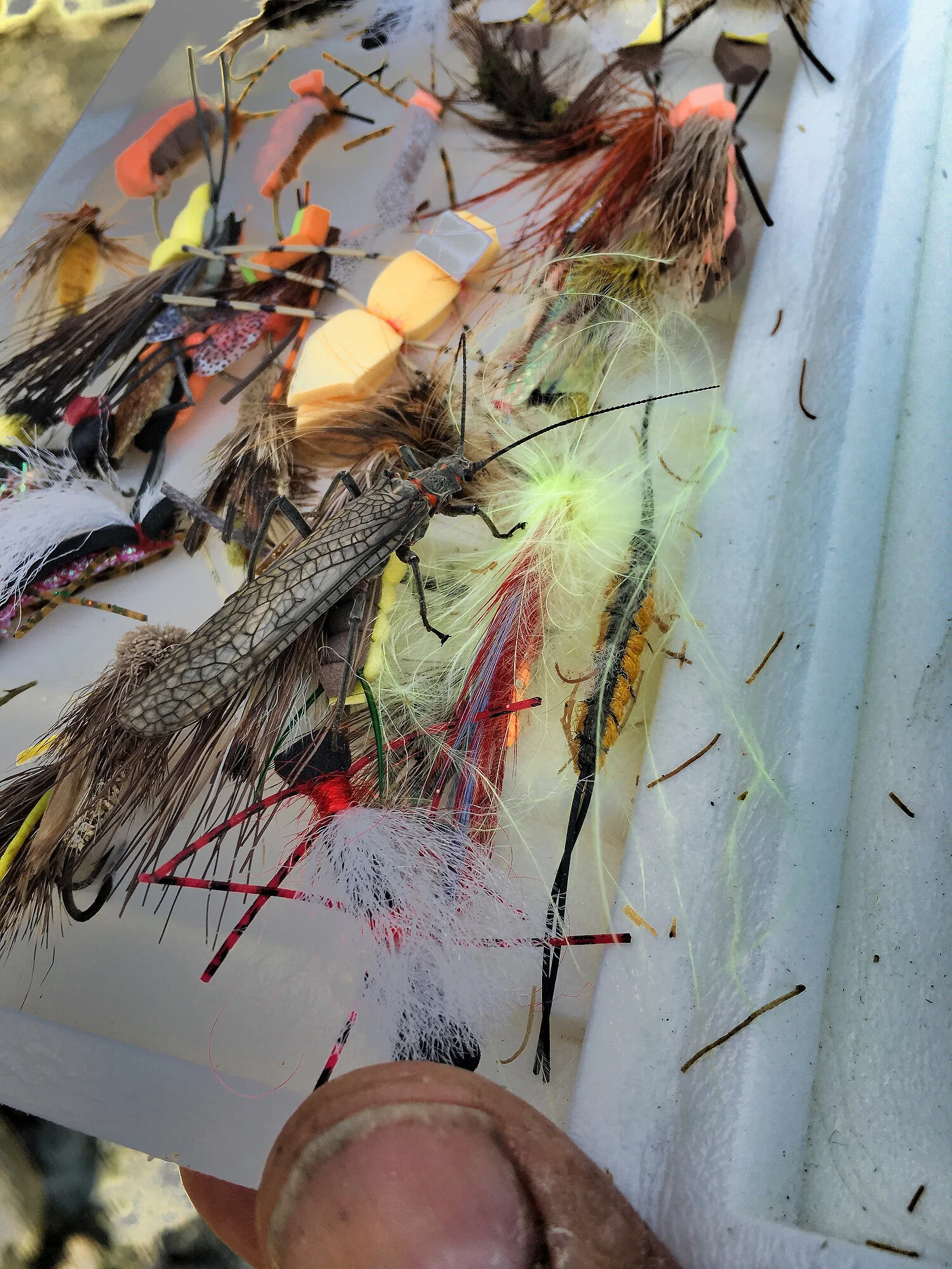  A real Salmon fly lands on my stone and salmon fly box…trying to mate? The fish didn’t believe me and refused many times after a hard look. 