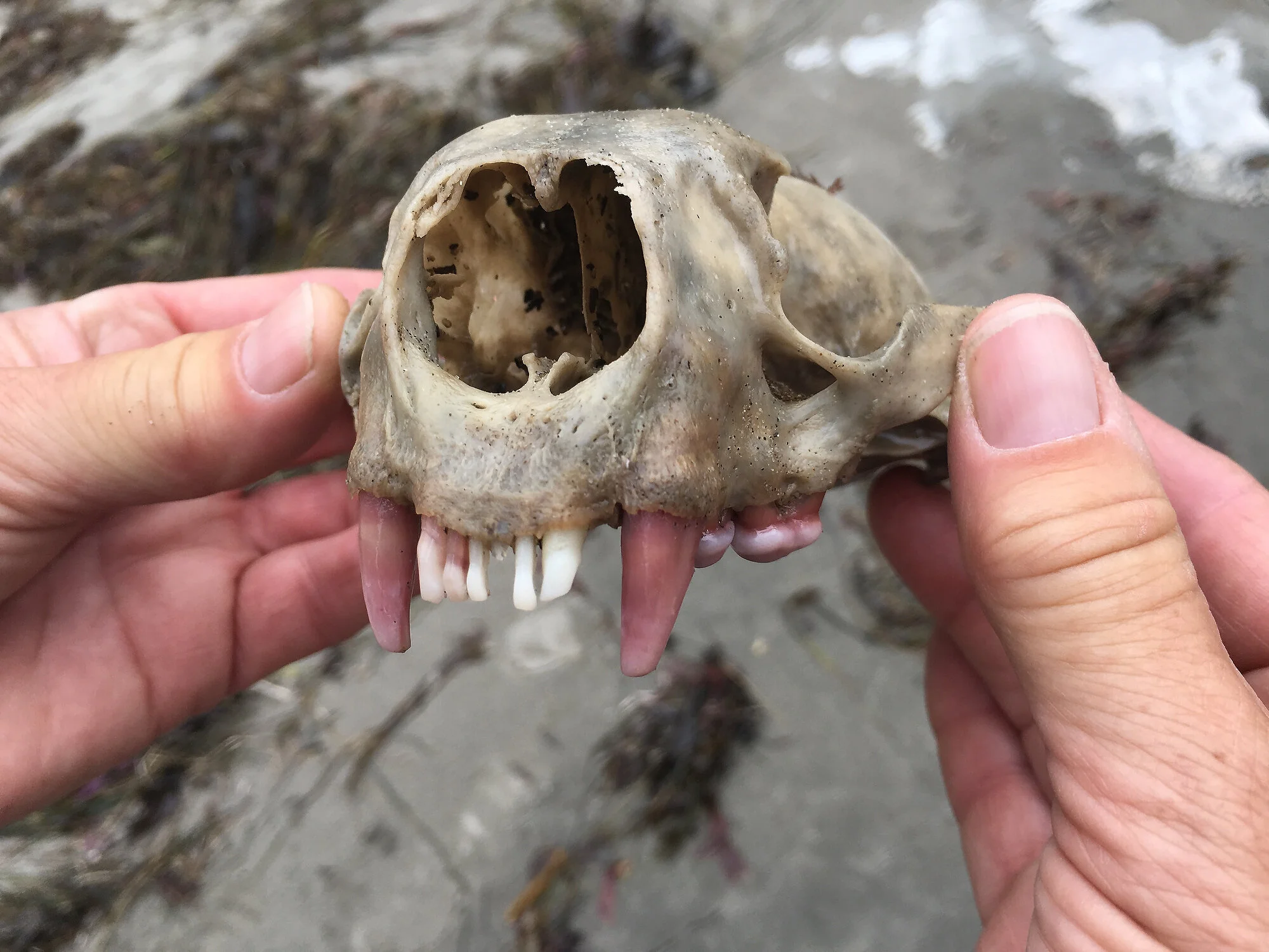  Sea Otter Skull, Olympic NP, WA 