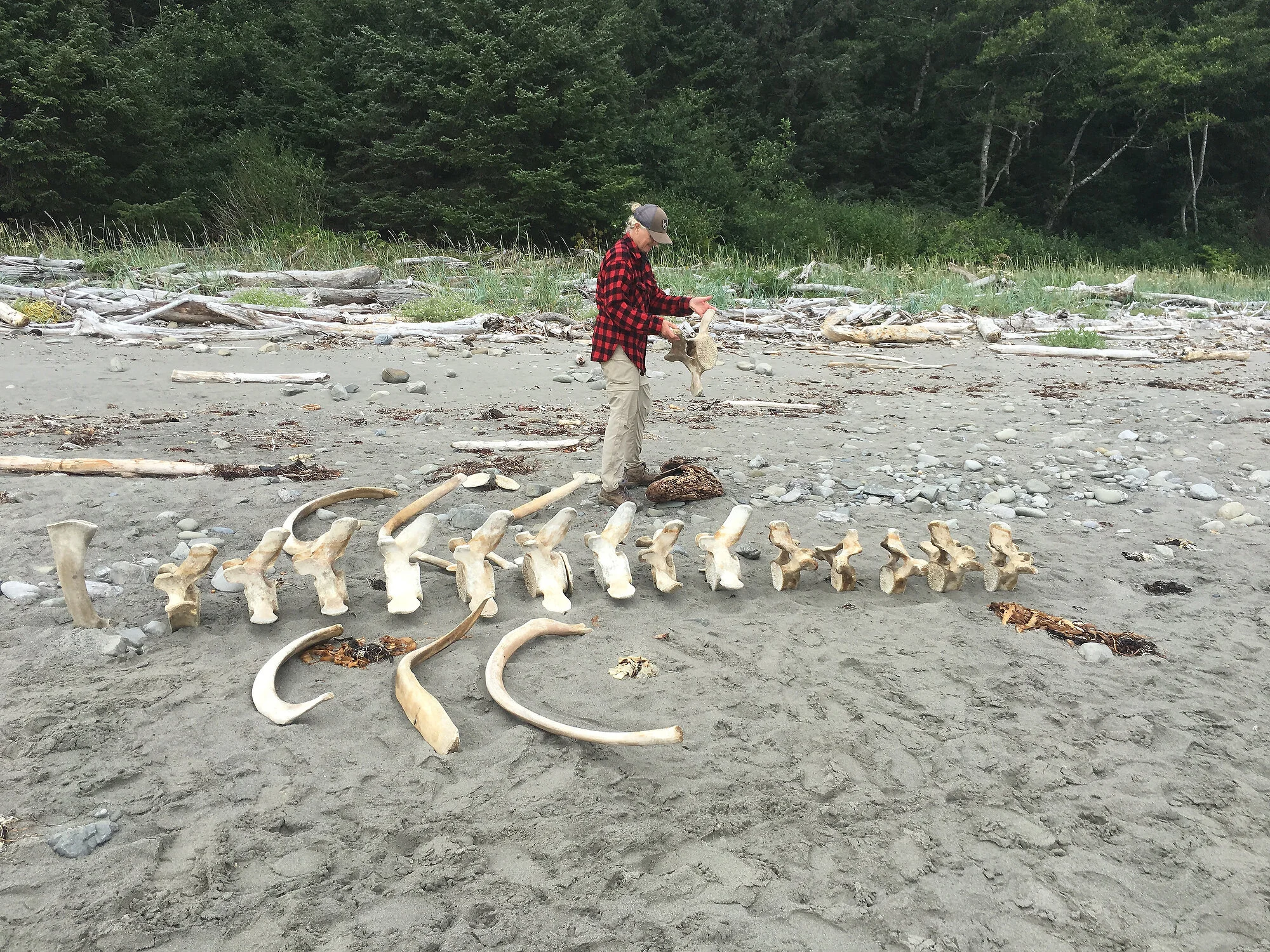  Whale remains, Olympic NP, WA 