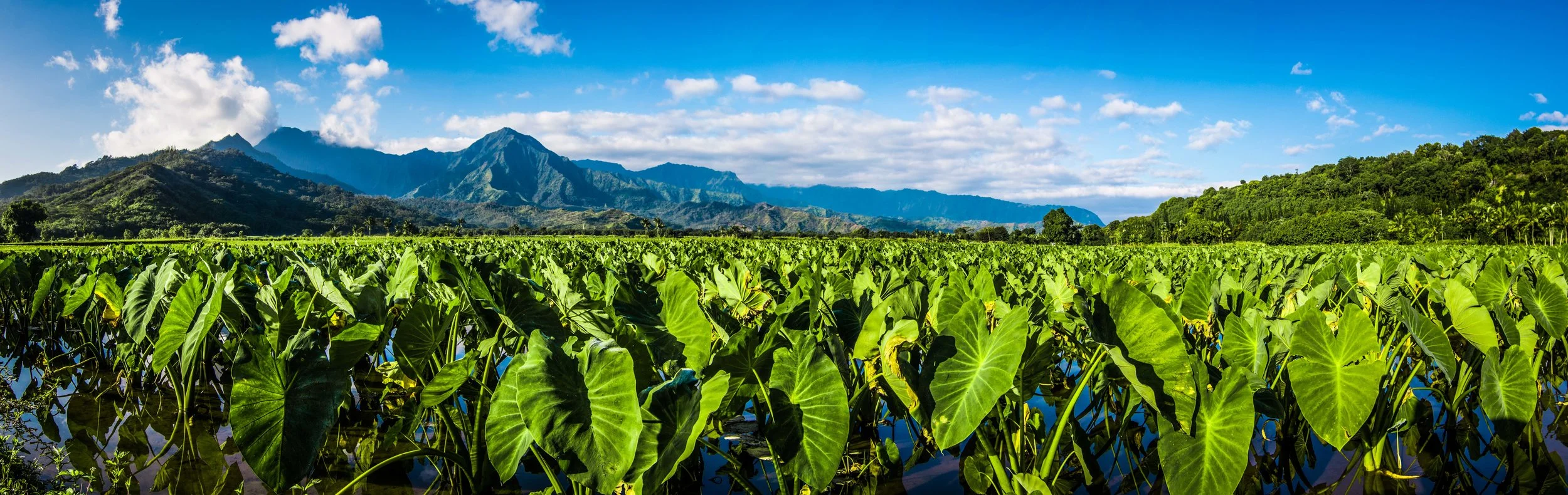 Taro Pano Vignette LO.jpg