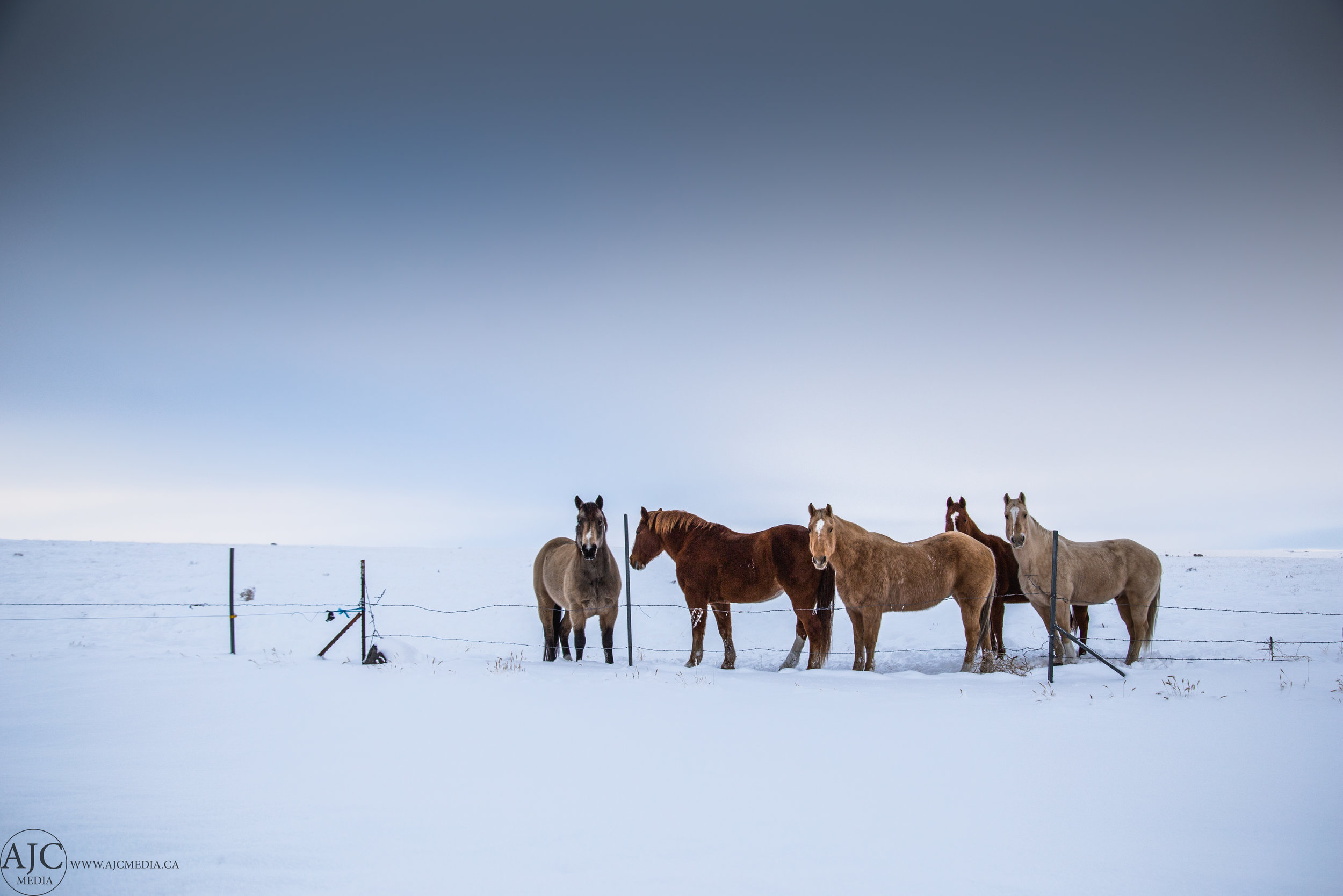 "Woah guys, stand pretty, we're getting out photo taken!" - Horse
