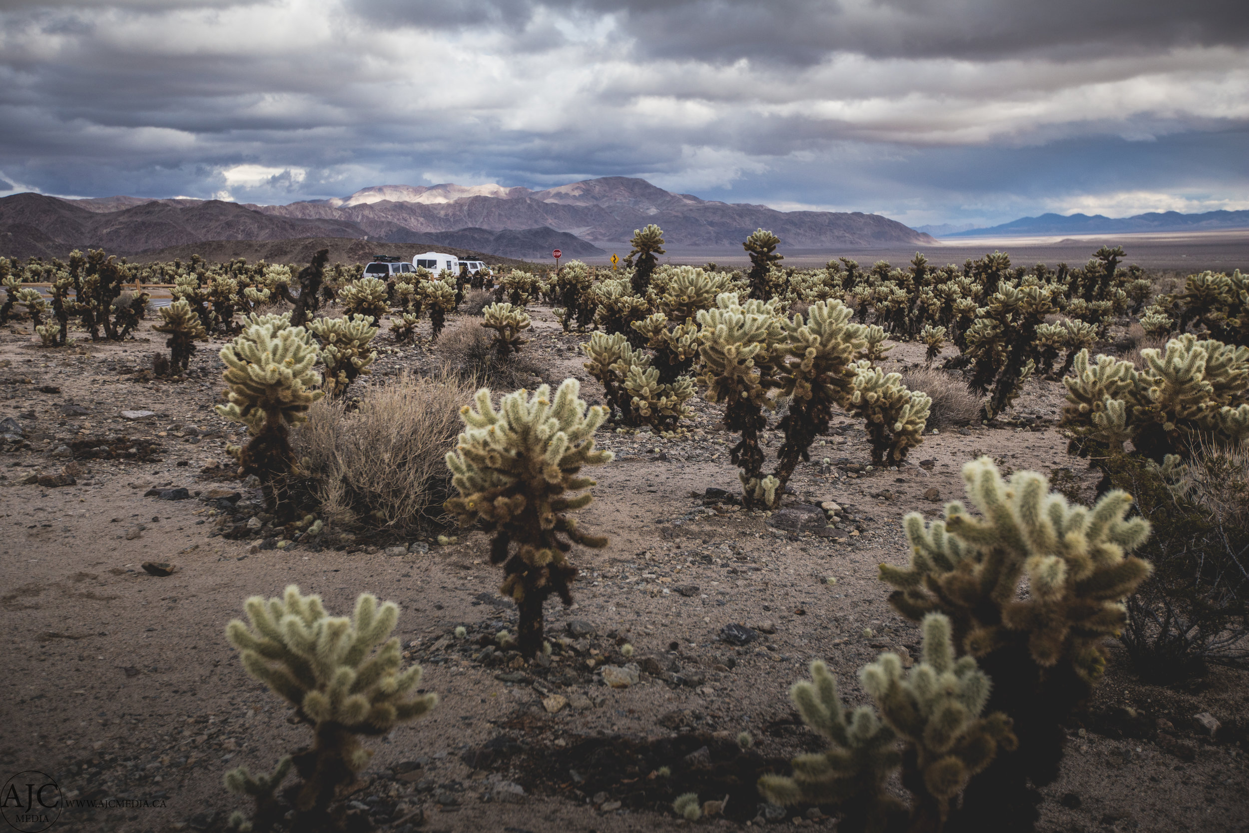 Cholla Gardens