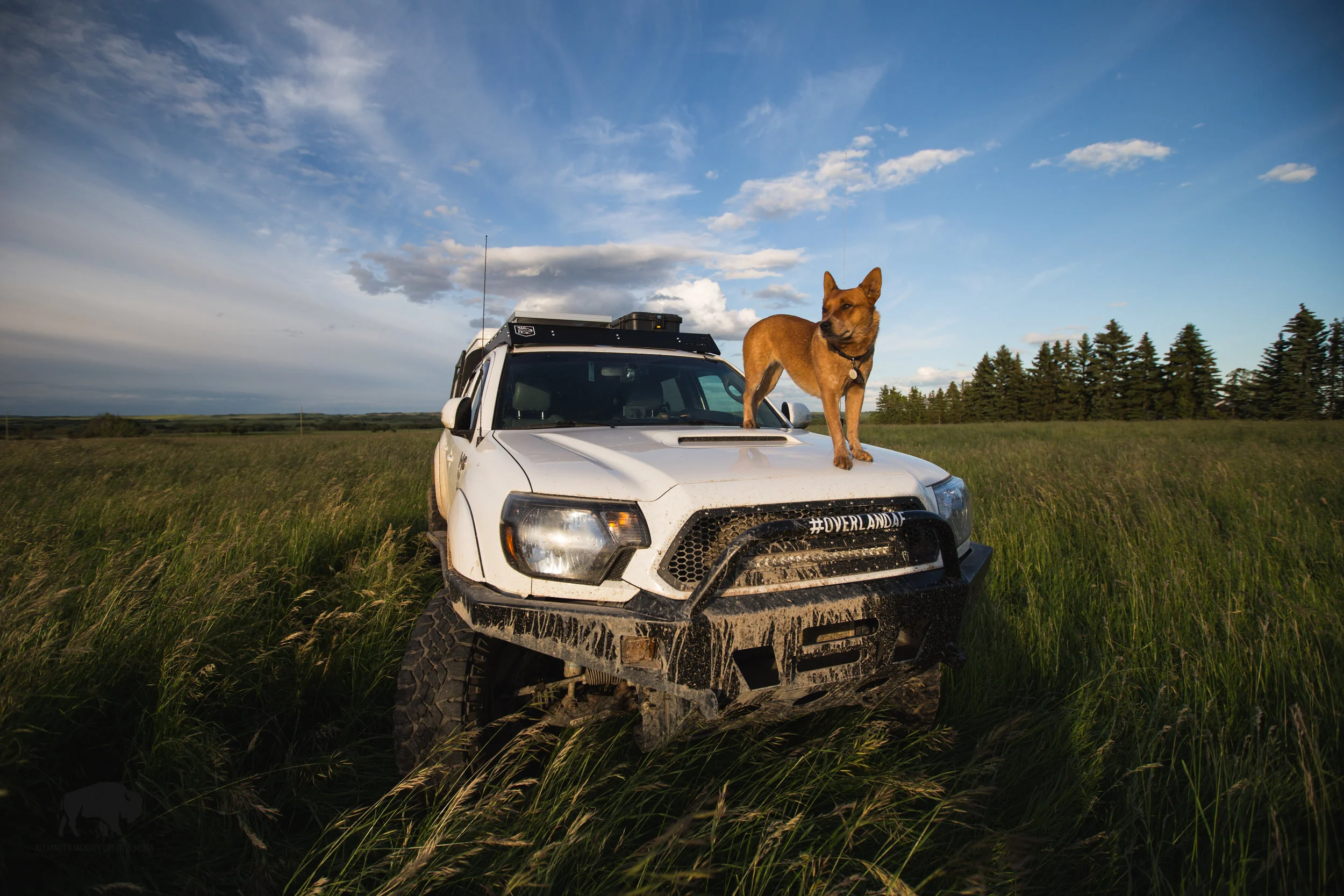 The adventure buddies, Willow and Turbo.