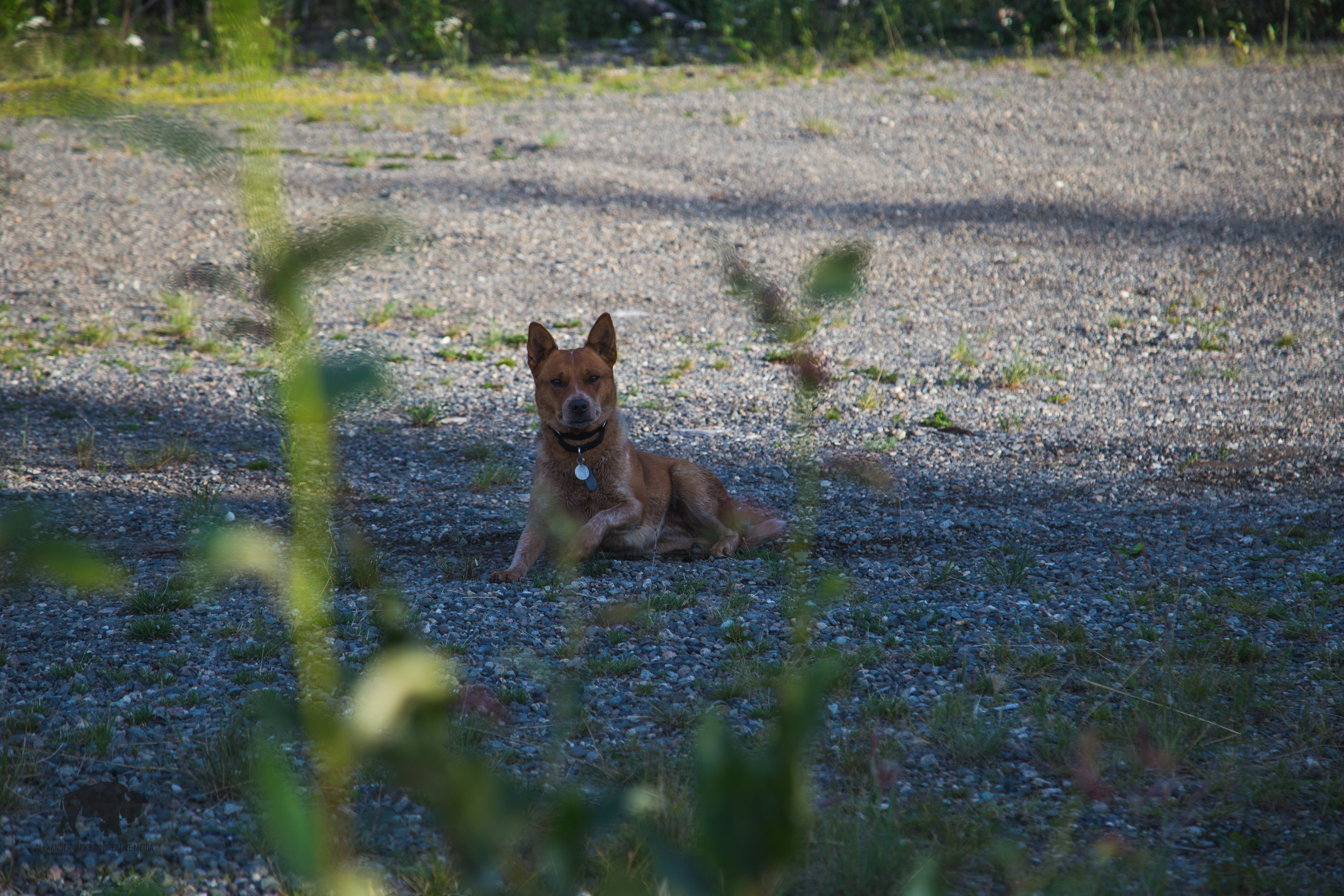 Willow! 