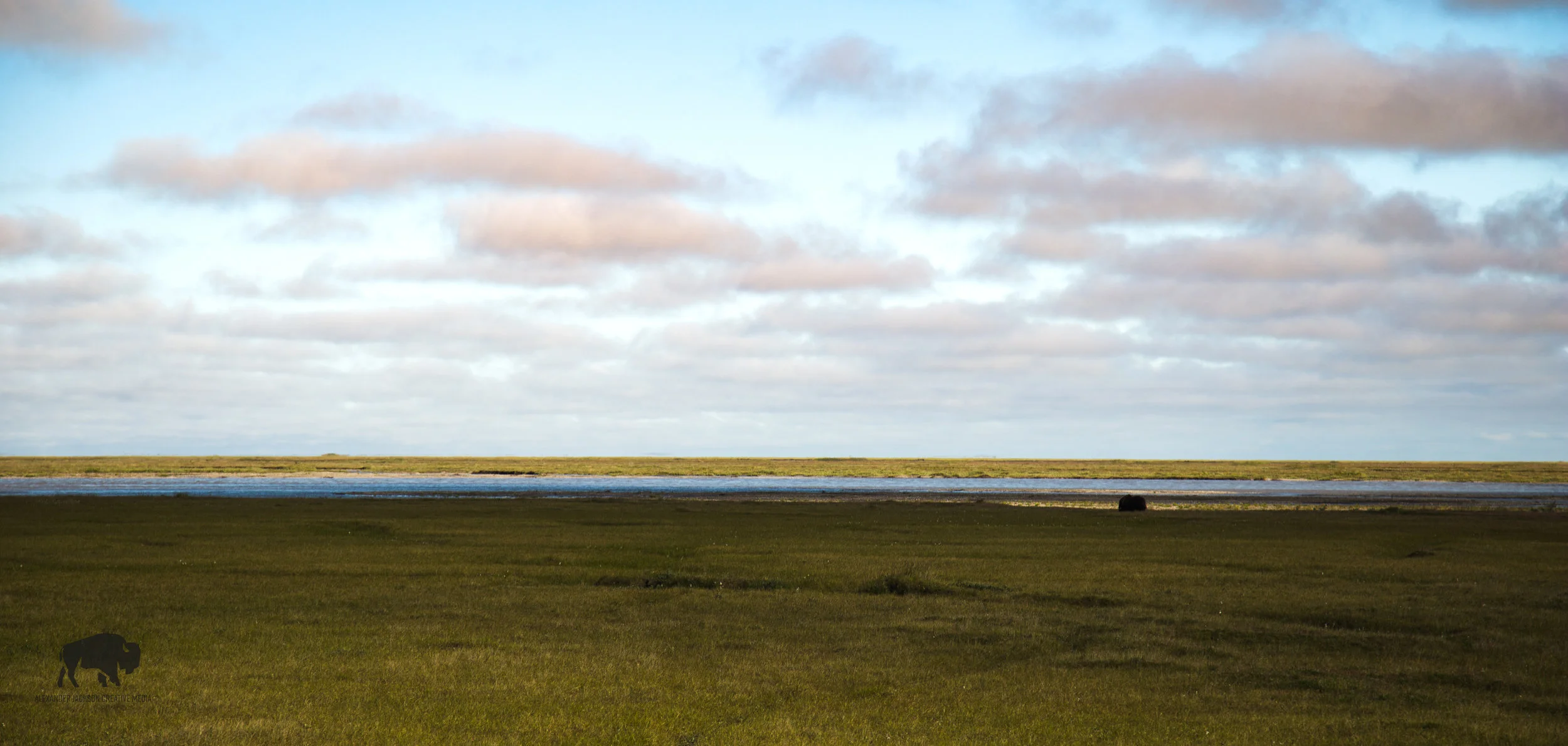 That blob there, that's a muskox. I don't have a good enough zoom to get in close on him/her...sigh.