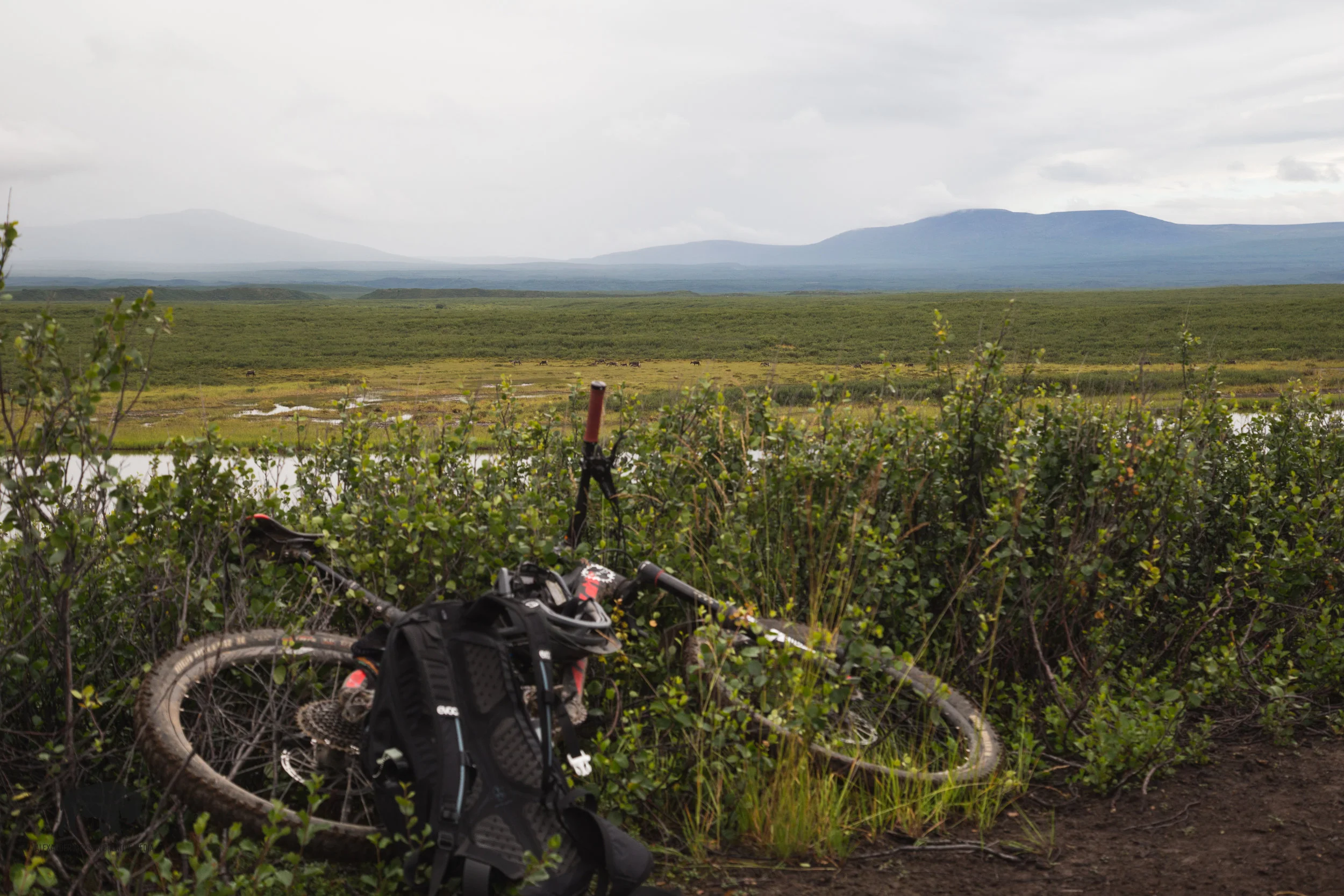Look over my handle bars and you'll see my caribou friends. So many times have I regretted not purchasing a larger zoom lens before this trip...