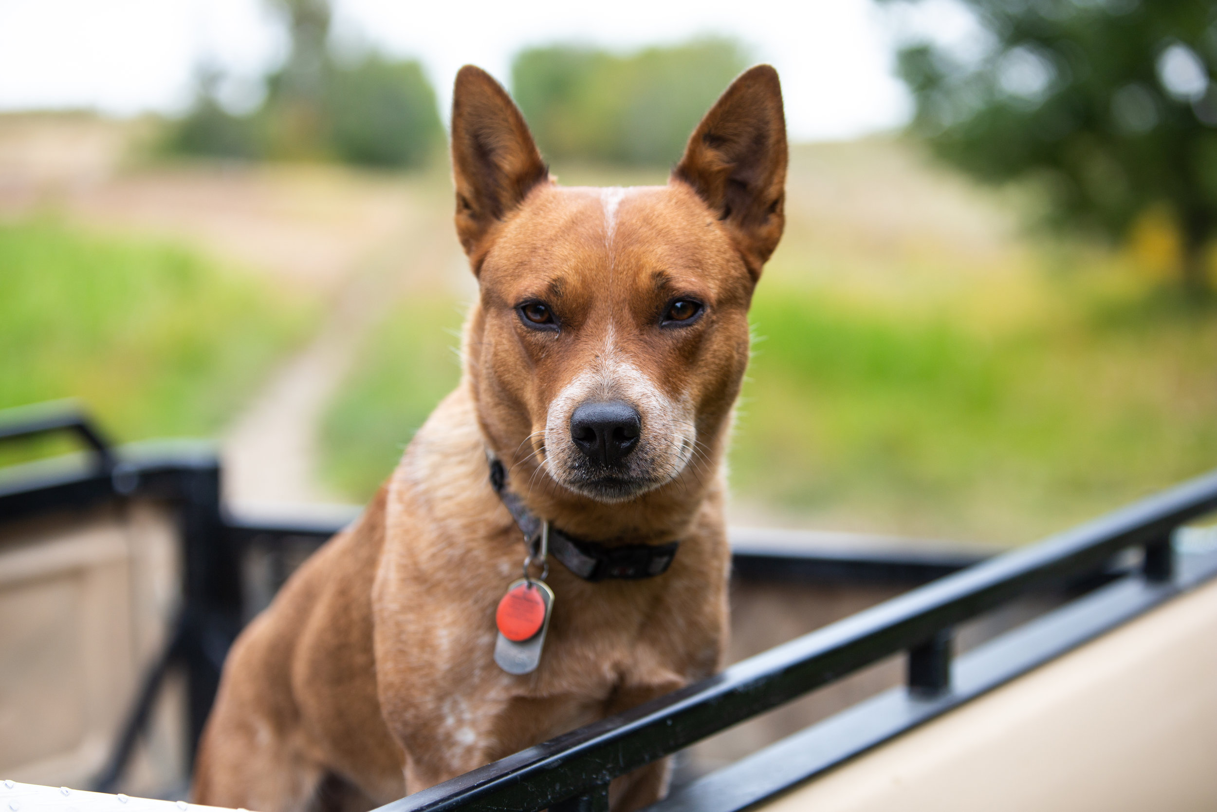 A glamour shot of Willow soaking up the trucklife