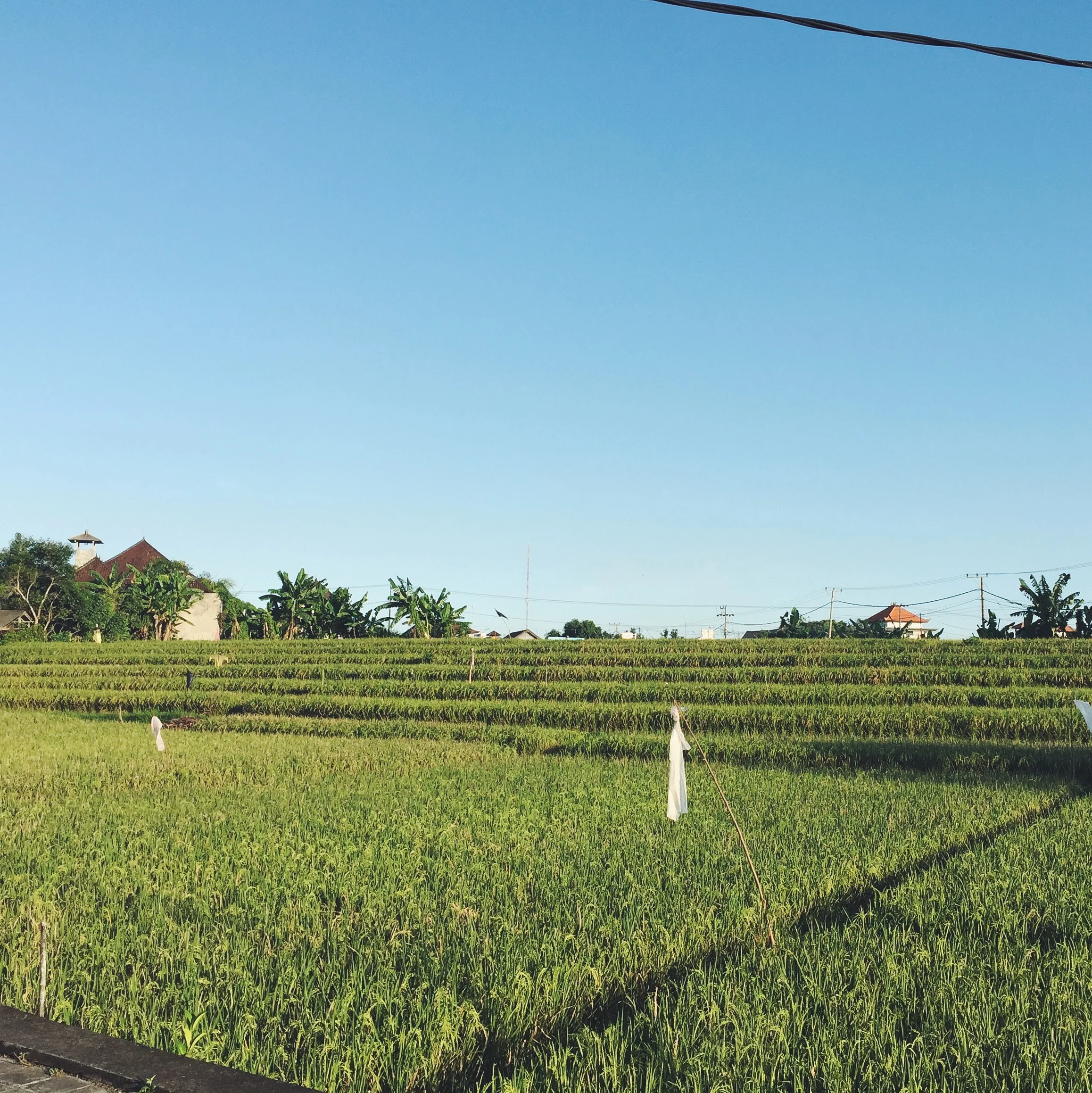This is a rice paddy.