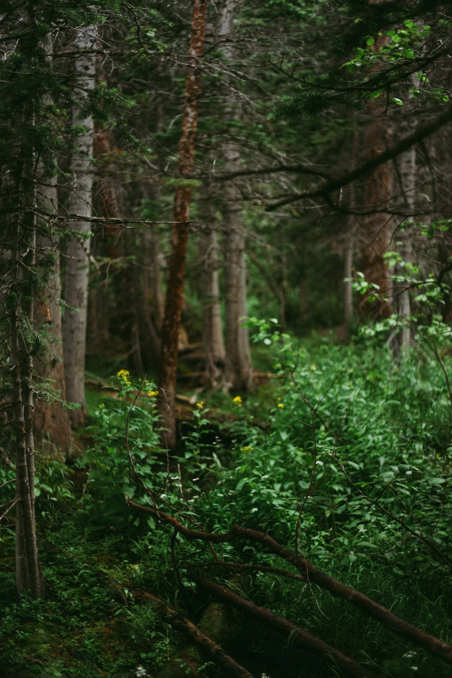 20150715-DSC09553.jpg