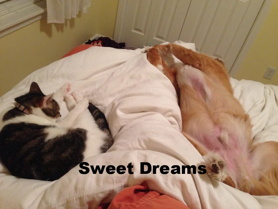 catdog.jpg
