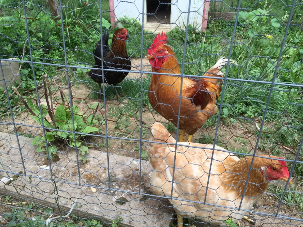 The Chapple Family hens and hen house.