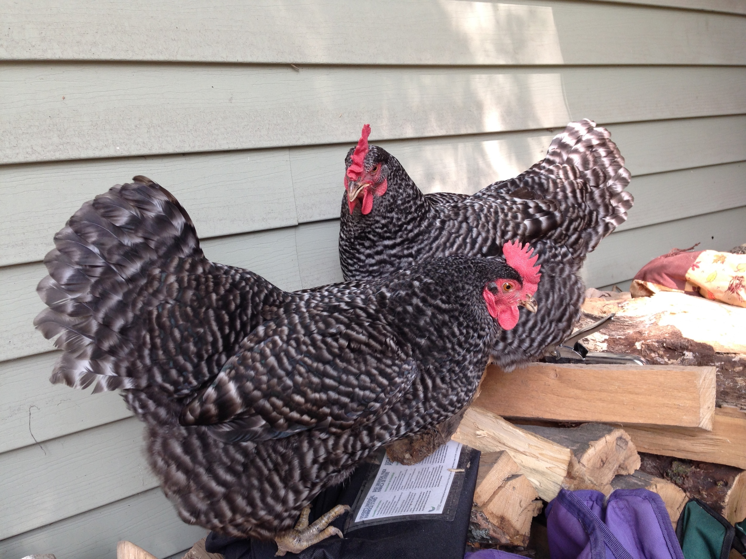 Chicken is the one in the front of the picture above and on the right in the picture below.&nbsp;