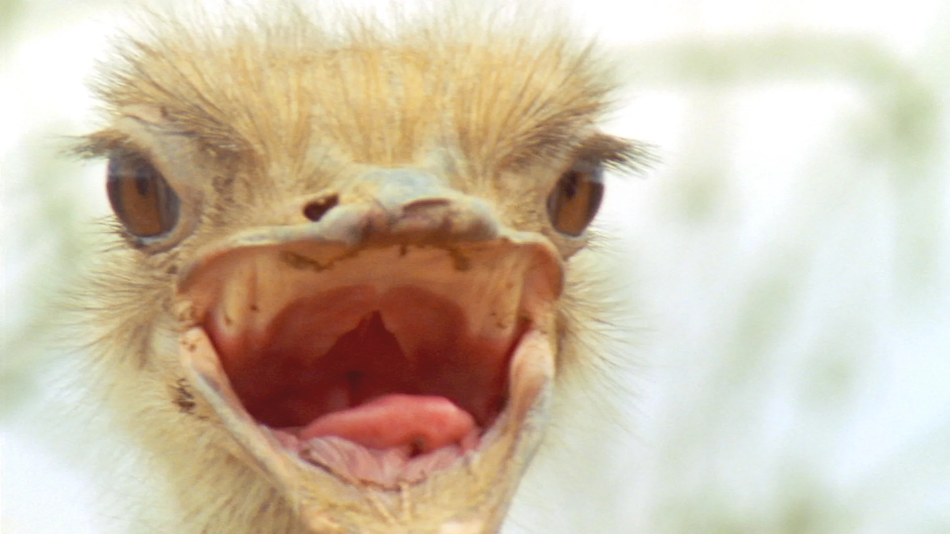 DC - ZM FunFacts 0419_Ostrich_NoTeeth.jpg