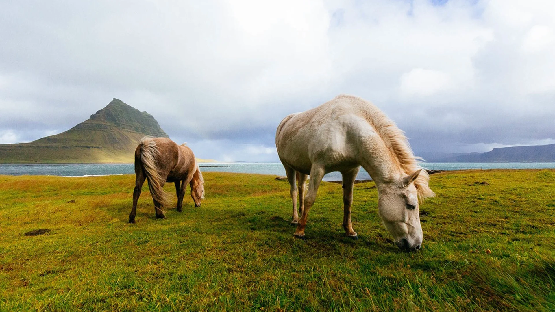 horses-1149185_1280_Edited.jpg